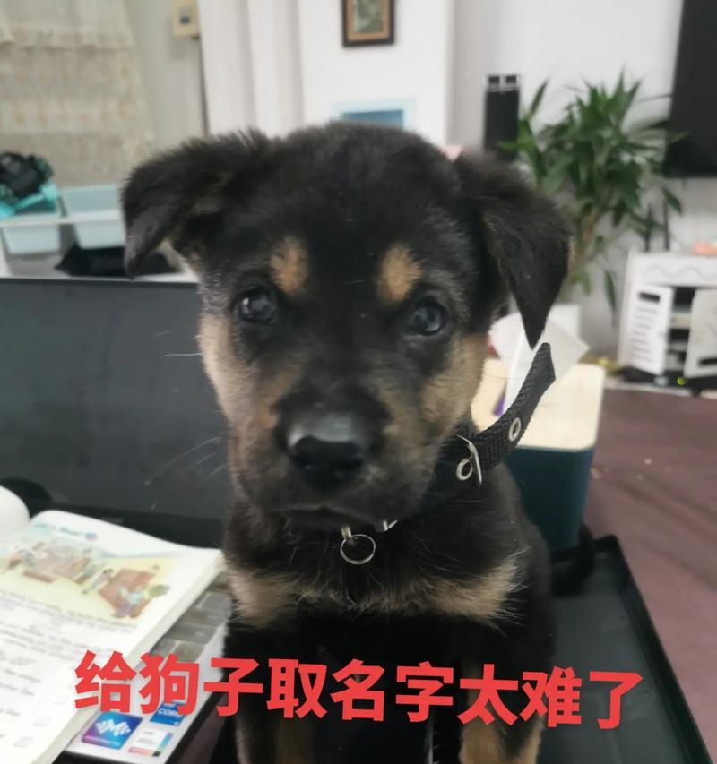 抖音狗狗关键词有哪些名字？如何为宠物抖音账号取名？