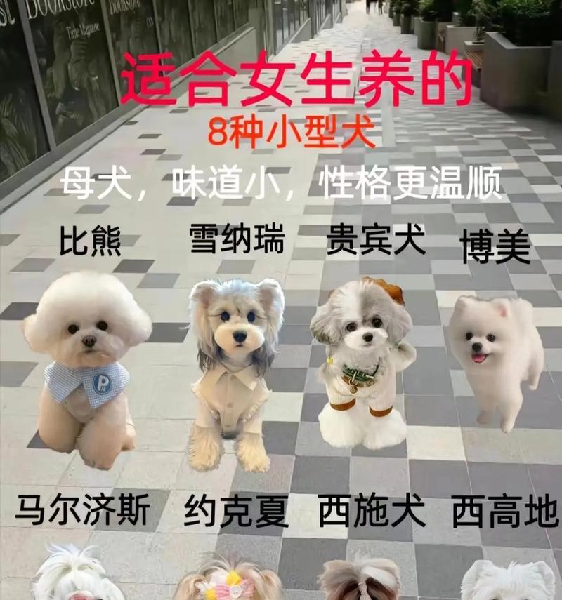 抖音狗狗关键词有哪些名字？如何为宠物抖音账号取名？