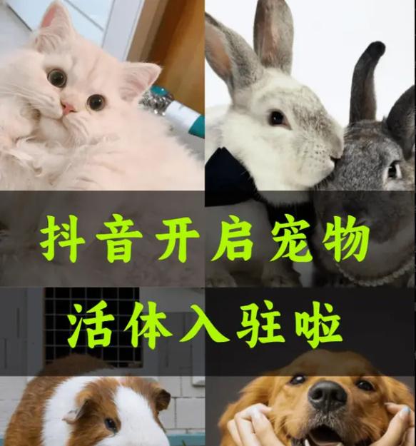 抖音狗狗关键词有哪些名字？如何为宠物抖音账号取名？