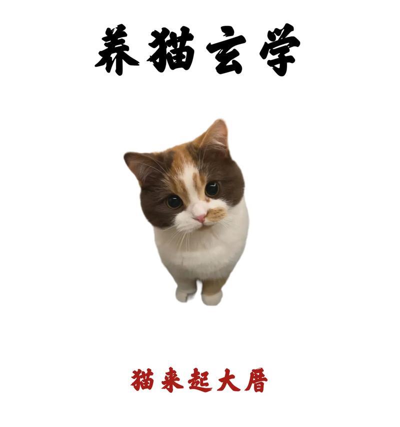 如何在小红书找到猫咪相关内容？