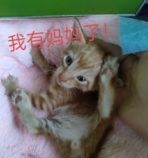 如何在小红书找到猫咪相关内容？