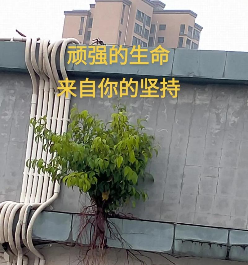 抖音生命力剪辑视频怎么做？如何制作出引人入胜的内容？